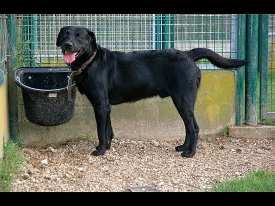 Chien - CIPAM - Lucky Lou