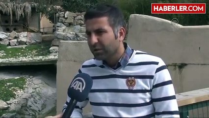 Afrika Penguenleri"Nin Yeni Yavru Sevinci