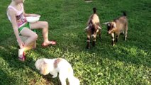 BuzzFeedVideo - 11 Goats That Are Just Like You