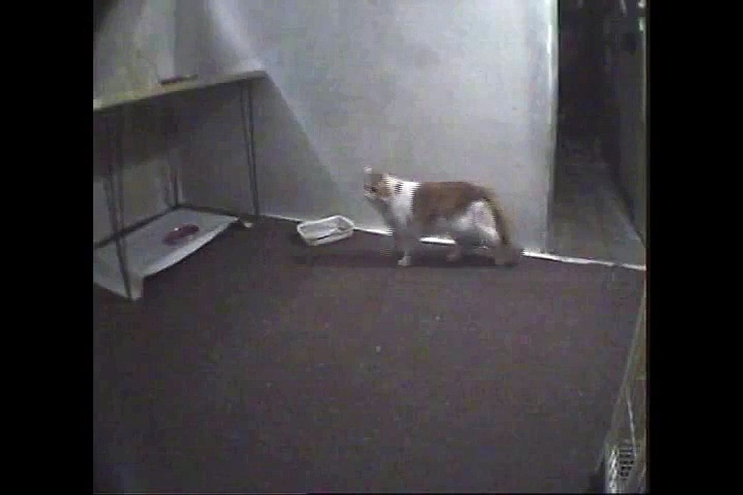 L Nazzi and play2lo5