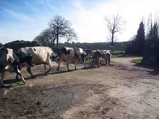 Mise à l'herbe - 7 mars 2015
