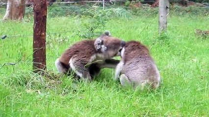 Cute and Funny Koala Fight - Awesome ! - Прикольная Коала дерется с другой - Прикол !