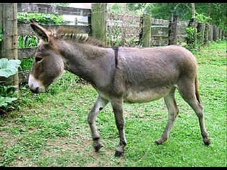 Gadhi (Donkey) ki taang par danda mara  Zulm kia Dr.Ashraf Sahibzada