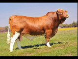 Gosht (Beef) Cattle ki zabardast breeds by Dr.Ashraf Sahibzada 4.3.2015