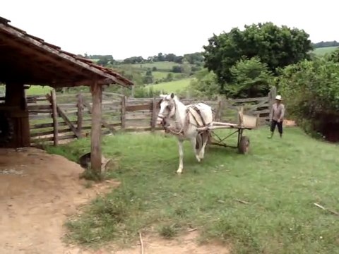 Ce cheval aurait eu son permis de conduire du premier coup : marche arrière facile!!!!