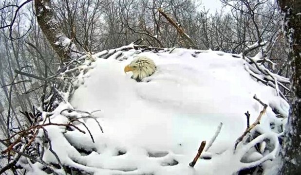 Un aigle sort de son nid enneigé