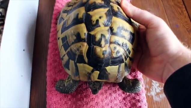 Réveiller une tortue après 4 mois d'hibernation au frigo