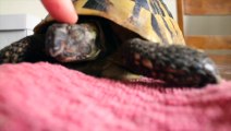 Hibernating Tortoise Unboxing! So cute turtle...