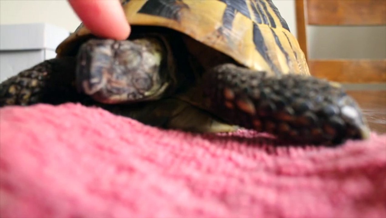 Hibernating Tortoise Unboxing! So cute turtle...