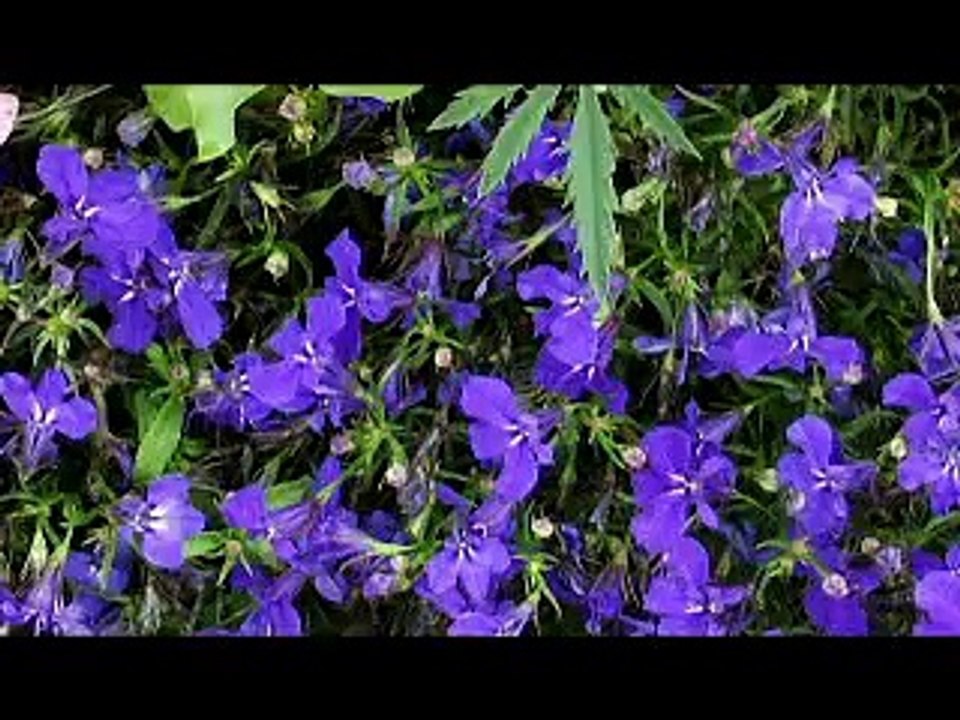 Promenade Florale