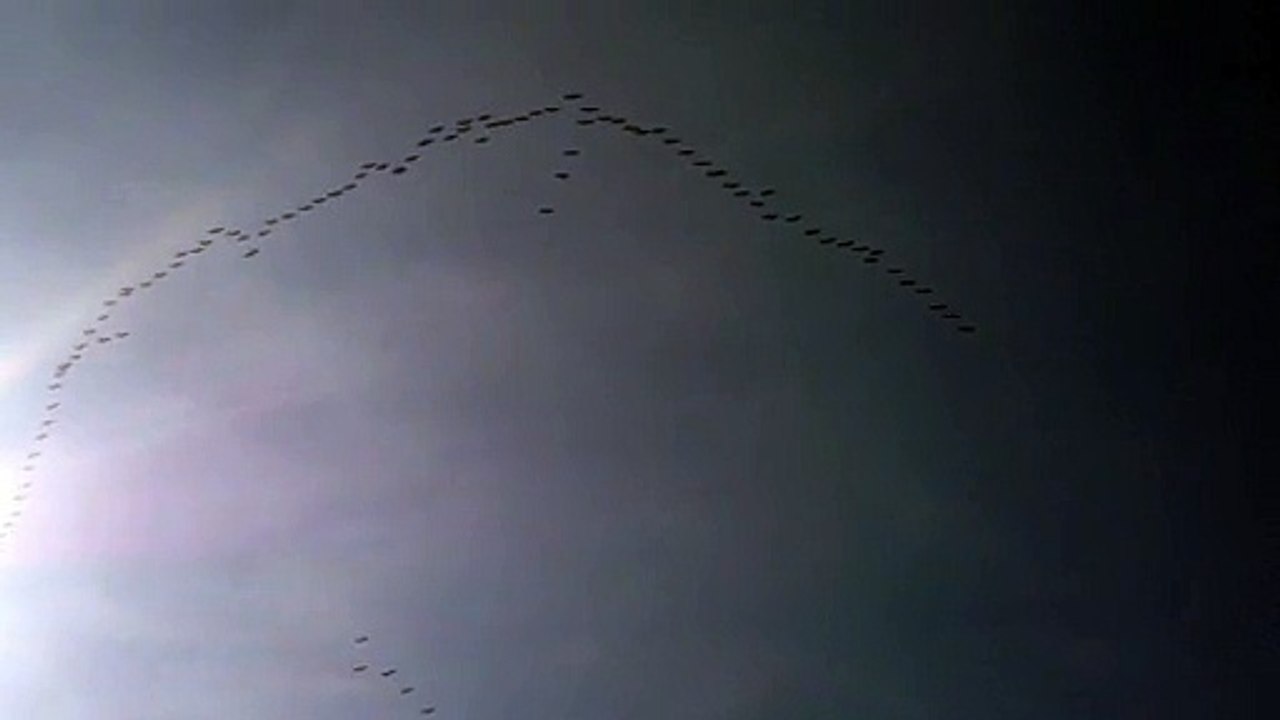 Des cigognes en migration ?