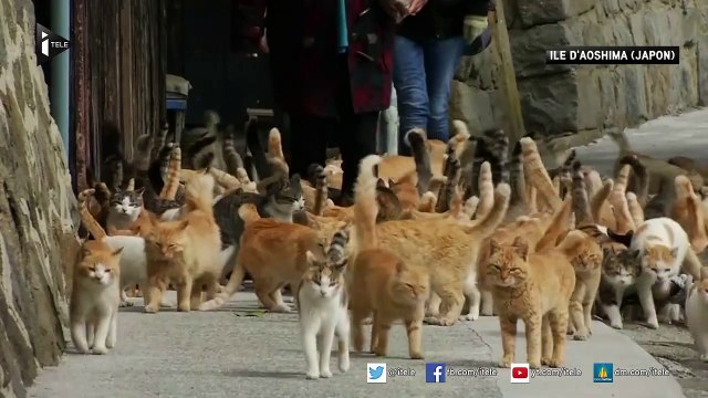 Au Japon, Aoshima est considérée comme l’île aux chats
