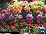 Dunya News - Karachi: Flower exhibition held in Frere Hall