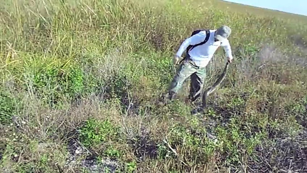 12.31.12 Python Captured and Removed from the Florida Everglades