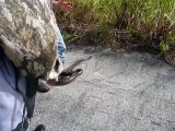 7'6  Burmese Python Removed from South Florida Wilderness