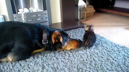 Big Dog and tiny kitten meet