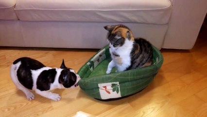 Un chiot veut reprendre son lit squatté par un chat peu impressionné