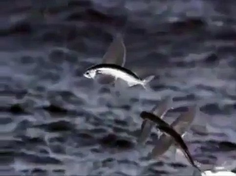 most viewed youtube videos today - Video Dailymotion