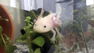 Axolotl (720p)