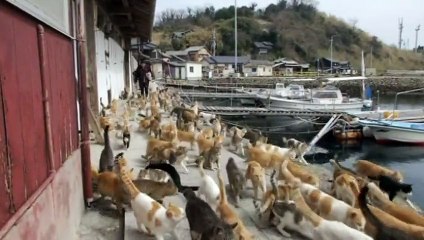 Japanese Cats Island