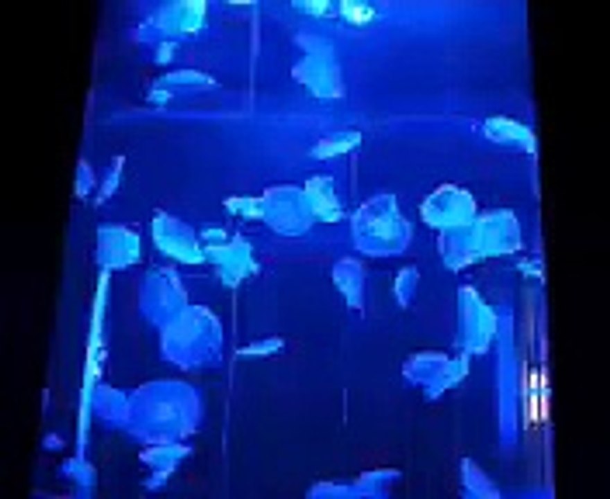 Fish Color