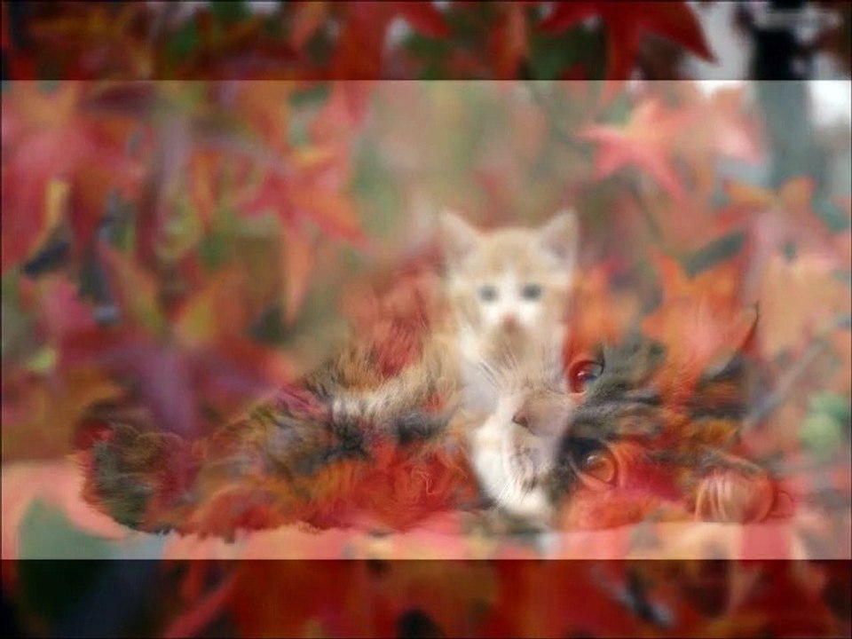 The Sweetest Cats in the World