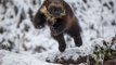 Un homme joue avec un animal très rare, le carcajou d'Alaska
