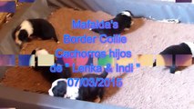 Mafalda's Border Collie - Cachorros Lenka & Indi 07-03-15