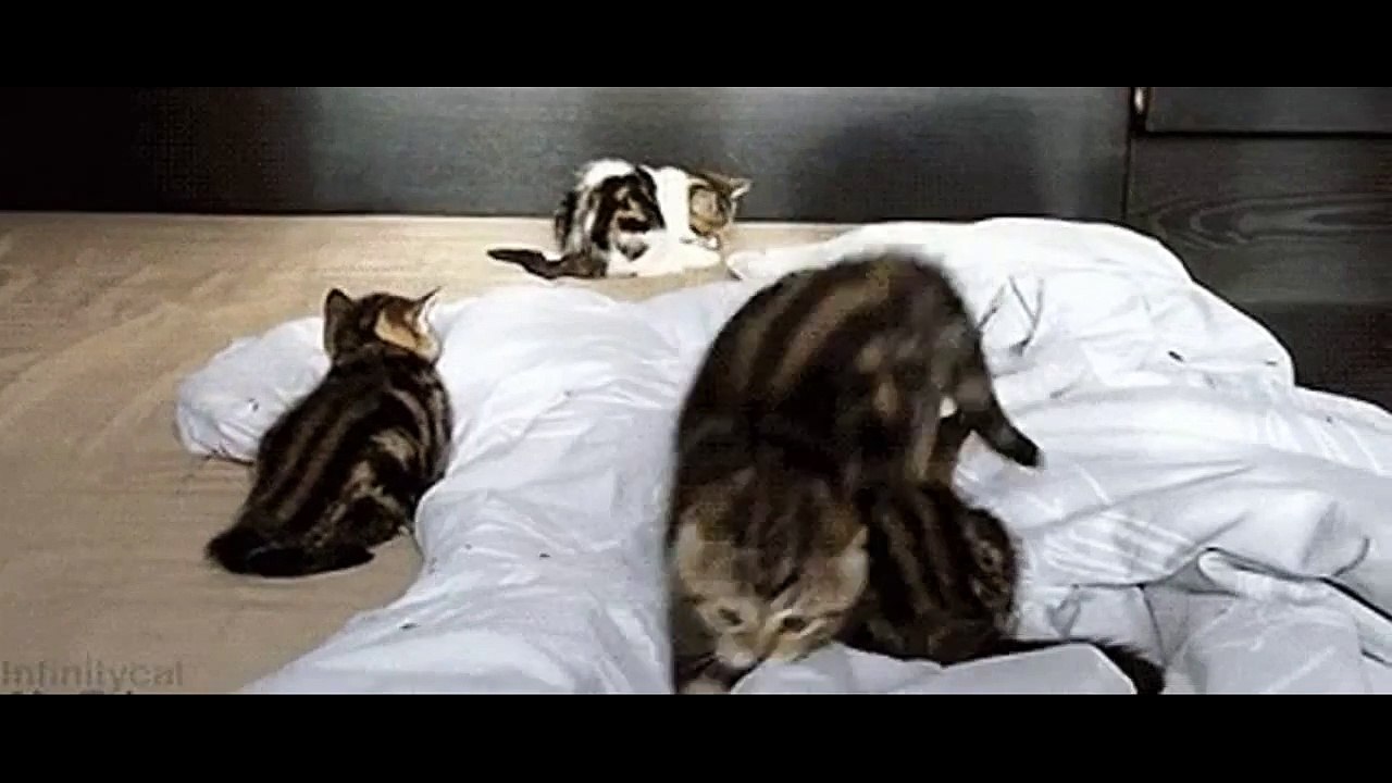 Funny Clips in (3)
