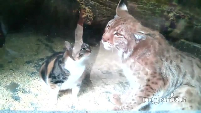 Un chat et un lynx inséparables dans un zoo