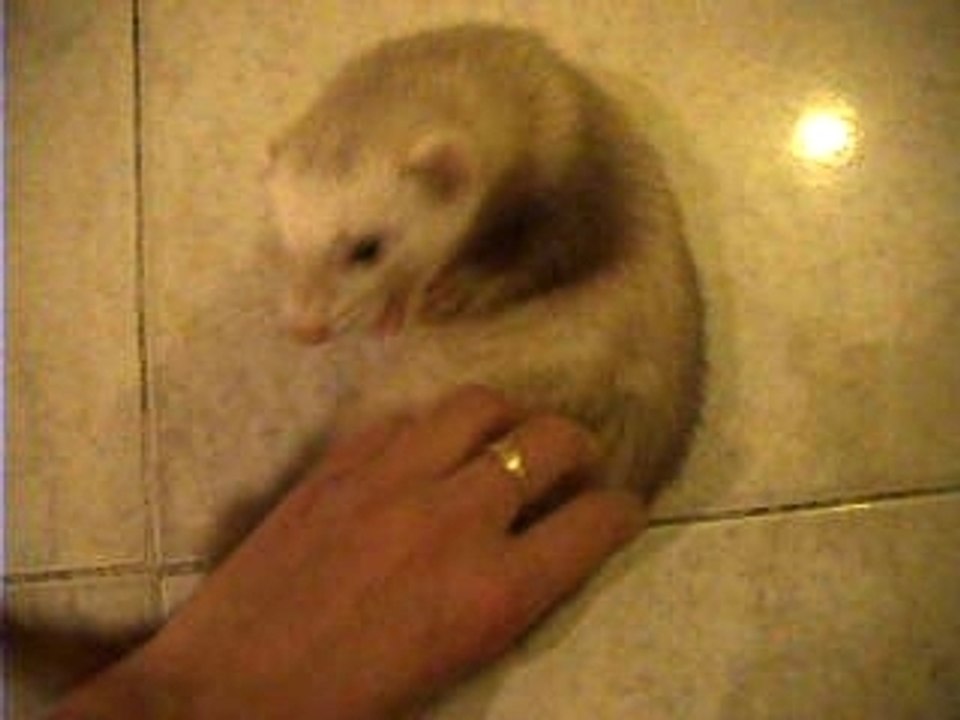 Bambou