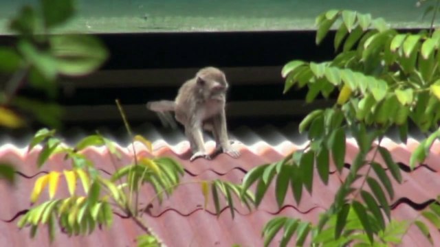 VIDEO Macaque and Raptor Rescue (listen with headset on Handphone) / VIDEO Sauvetage d'un macaque et d'un rapace (a ecouter avec des ecouteurs sur telephone))