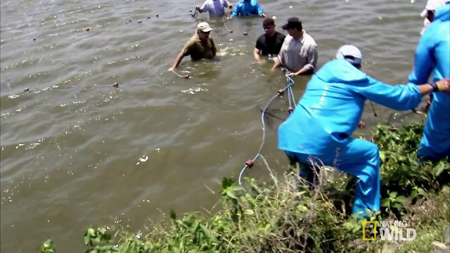 Python Hunters - Netting American Crocs