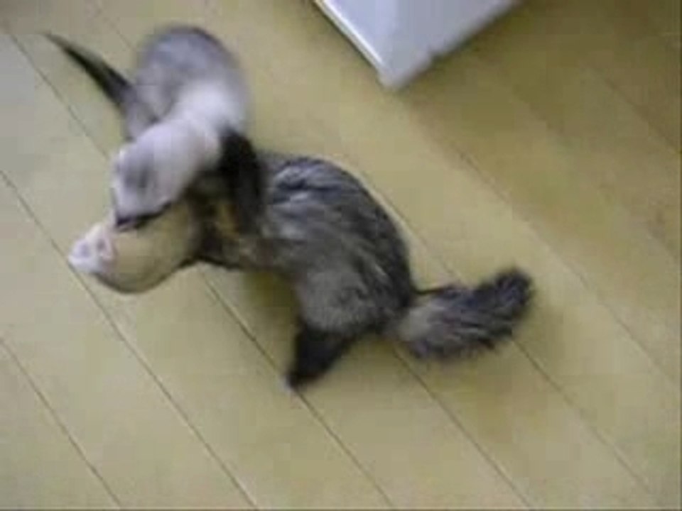 Jeu de Tao et Siana