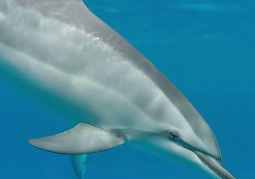 Snorkeler Explores Underwater Life Near Hawaiian Coastline