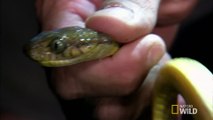 Python Hunters - Tree Snake Night Hunt