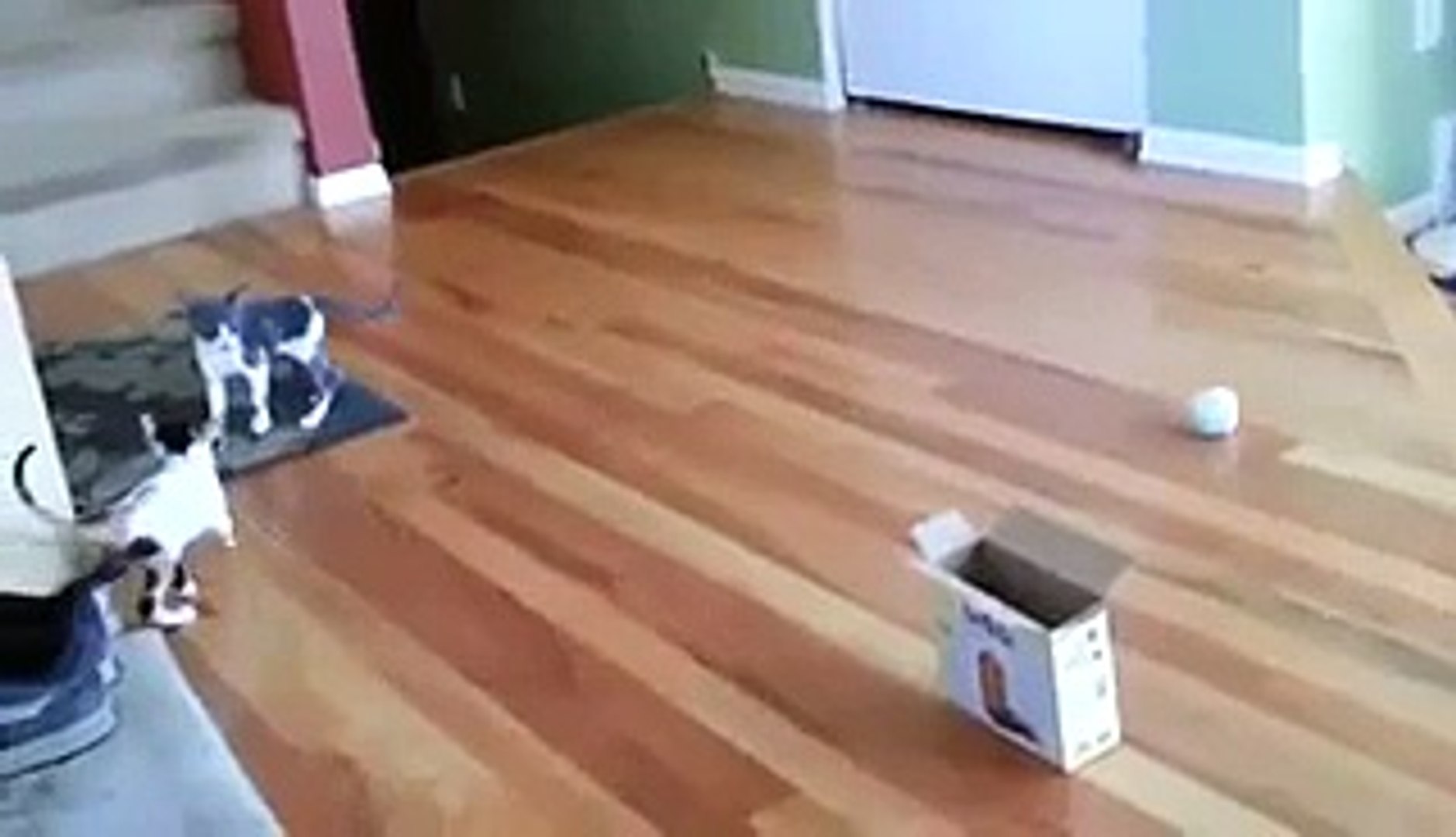 Funny cat Video - Videos ARY NEWS