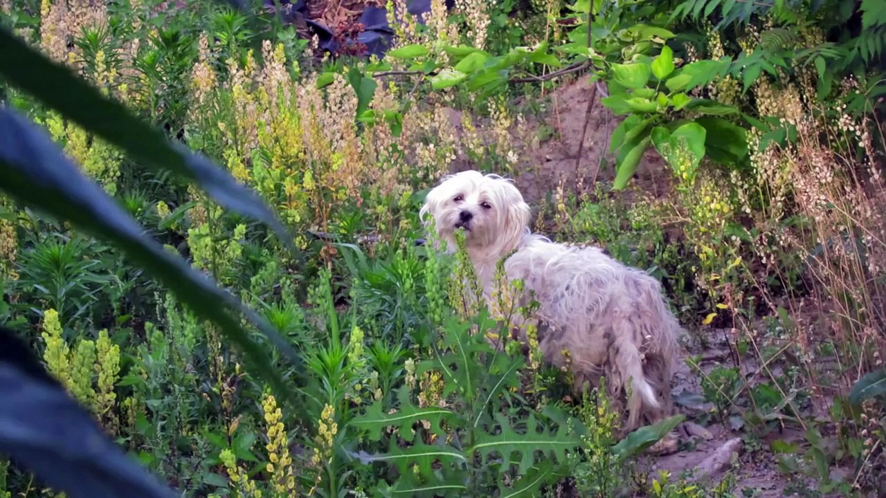 Little White Dog Rescue 2012