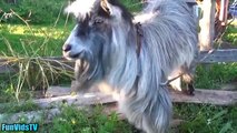 Funny Goats Video - Funny Goat Videos Ever - Funny Animals Video