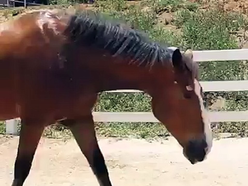 funny horse video ( by ewallbuzz.com )
