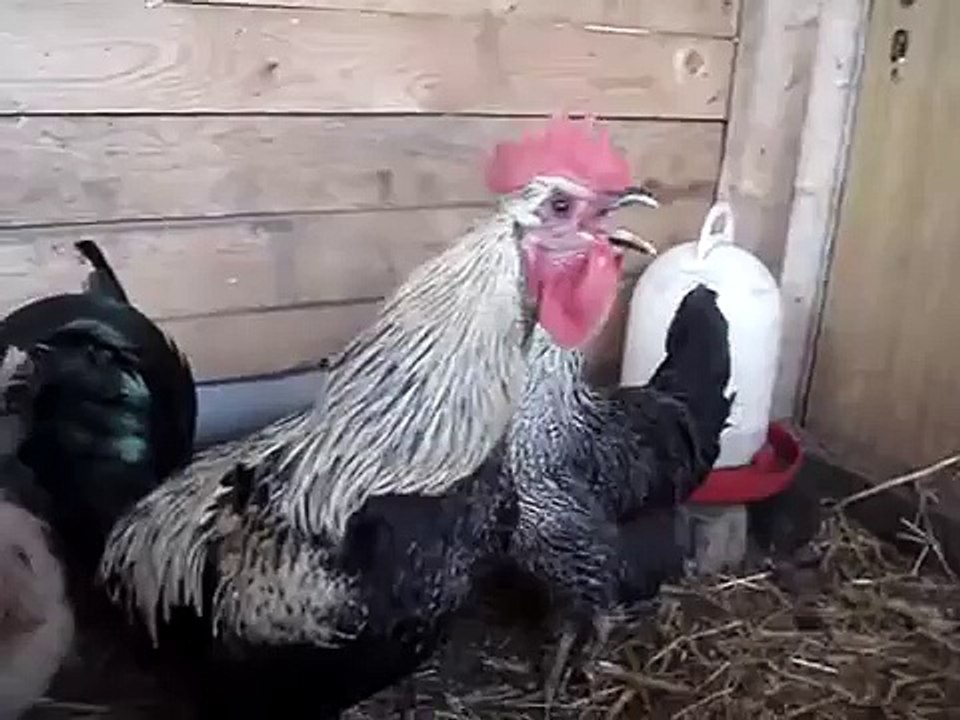 Death Metal Rooster
