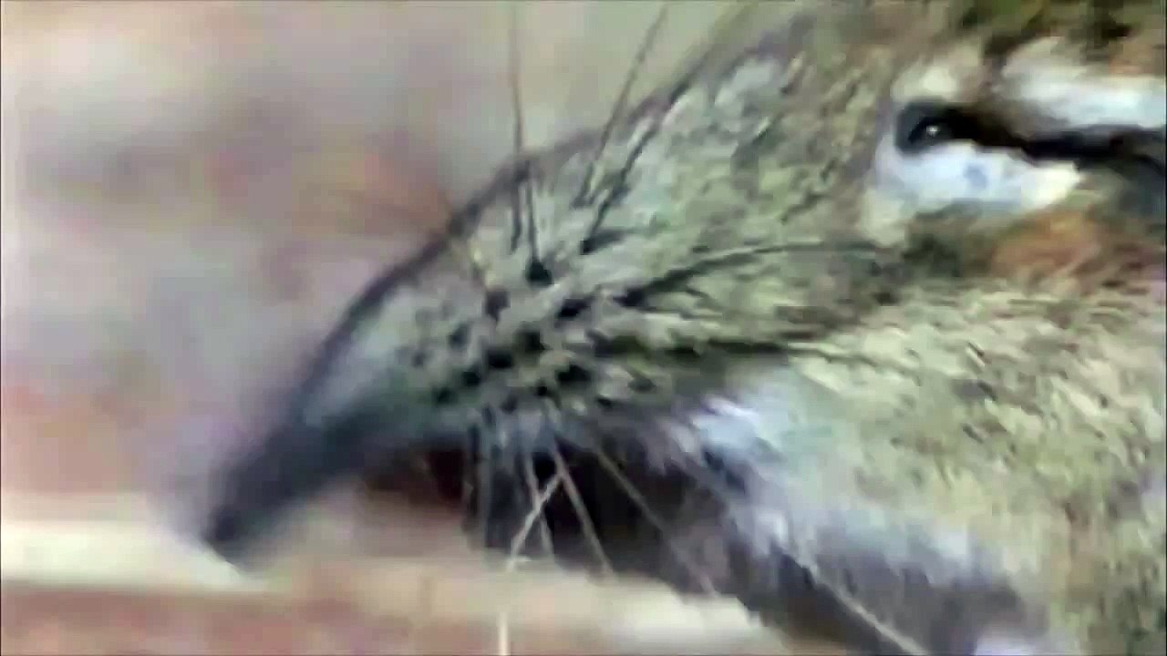 the elephant shrew!