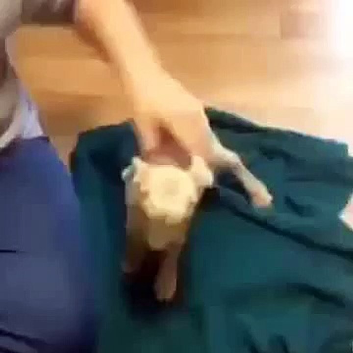Wimpy Goat