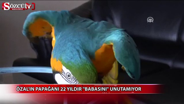 Özal'ın papağanı 22 yıldır babasını unutamıyor