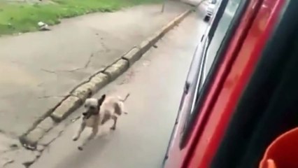Dog run after ambulance driving his owner