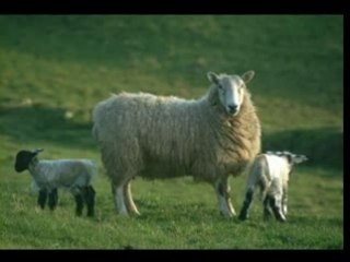 LOVE HURTS - freddie starr