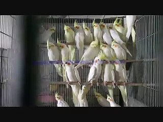 Lutino Cockatiels of Syed Ovais Bilgrami.