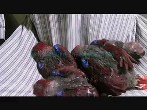 Eclectus Parrot Chicks of Syed Ovais Bilgrami