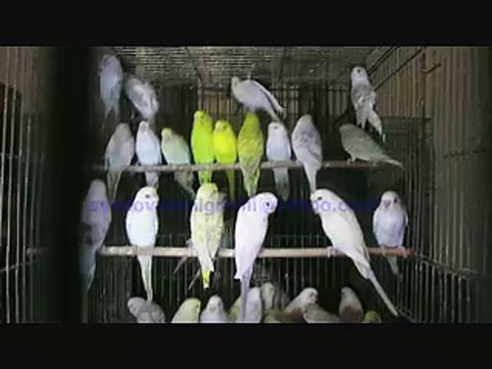 Fallow Budgies of Syed Ovais Bilgrami.