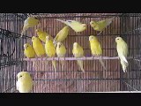 Lutino Budgies of Syed Ovais Bilgrami.